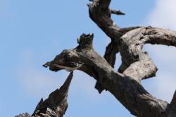 Photo Golondrina Ceja Blanca