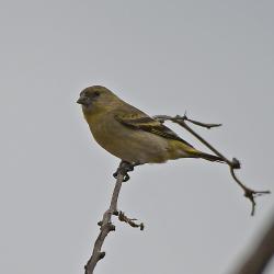 Foto Cabecitanegra Común