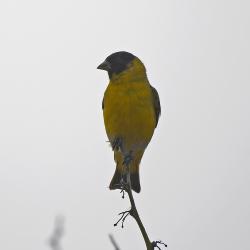 Foto Cabecitanegra Común