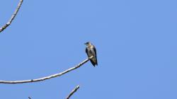 Foto Golondrina Parda
