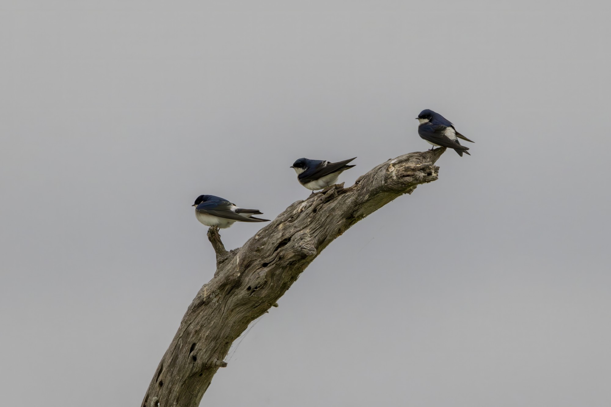 Foto Golondrina Patagónica