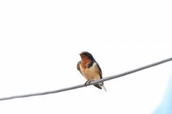 Photo Golondrina Tijerita