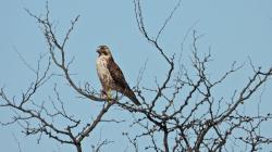 Foto Aguilucho Común