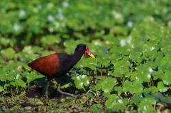Foto Jacana