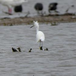 Foto Garcita Blanca