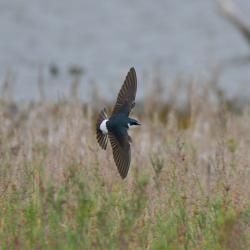 Photo Golondrina Ceja Blanca