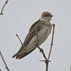 Foto Golondrina Parda