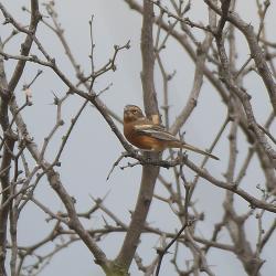 Foto Monterita Canela