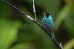 Foto Mielero Verde