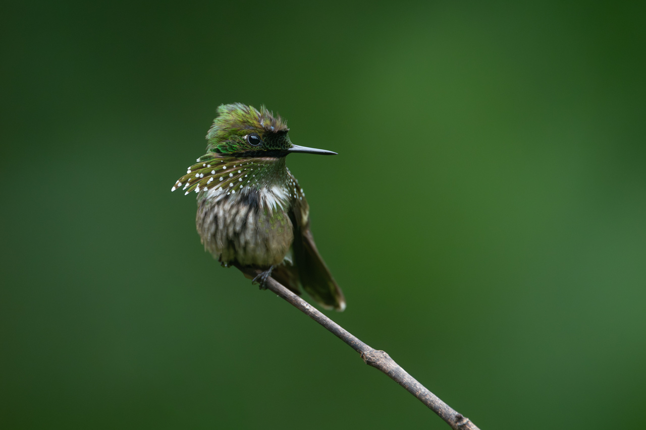 Lophornis&nbsp;chalybeus
