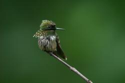 Festive Coquette (Lophornis chalybeus)