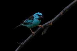 Foto Saí Azul