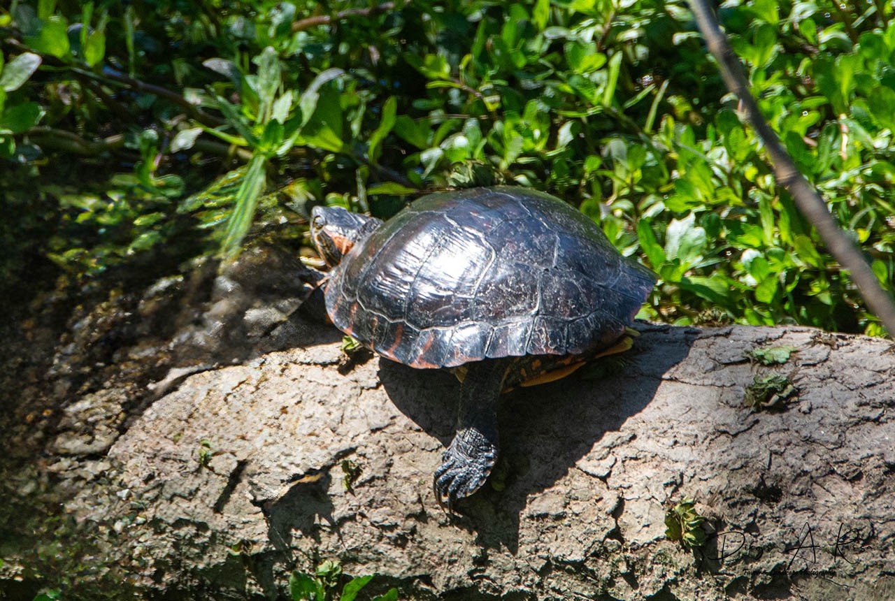 Foto Tortuga De Orejas Rojas