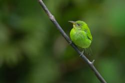 Foto Mielero Verde