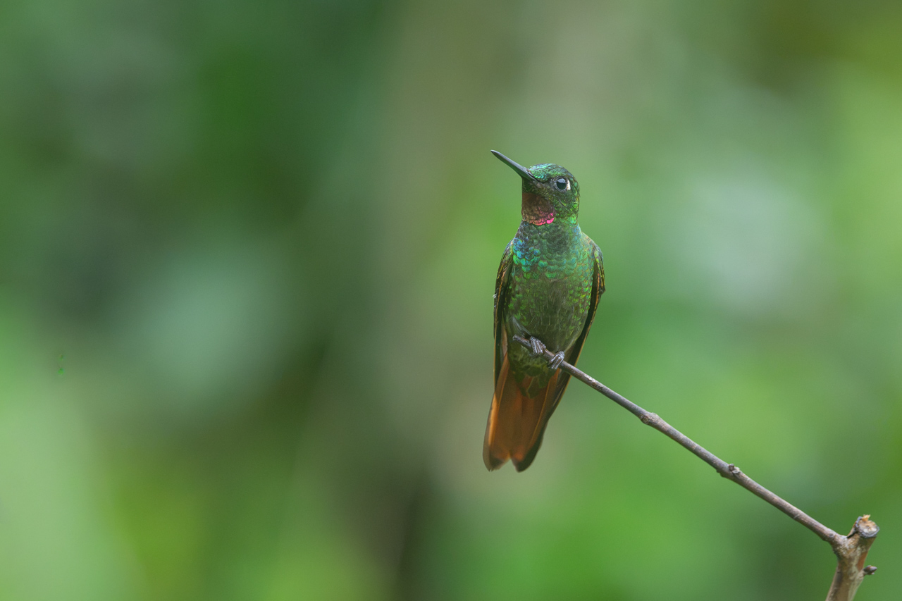 Foto Colibrí Colirrojo