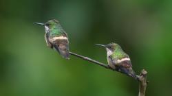 Foto Coqueta Verde