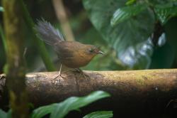 Foto Macuquiño Negro