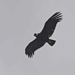Foto Cóndor Andino