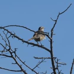 Photo Calandria Grande