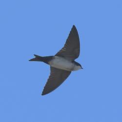 Foto Golondrina Barranquera