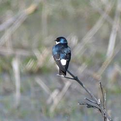 Photo Golondrina Ceja Blanca