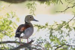 Foto Pato de Collar