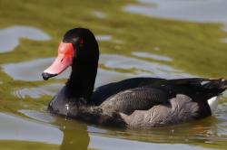 Foto Pato Picazo