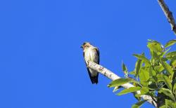 Foto Golondrina Ribereña