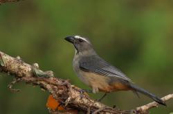 Foto Pepitero Gris