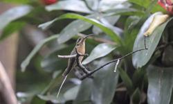 Foto Ermitaño Canela