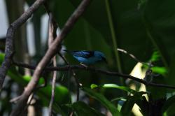 Foto Saí Azul