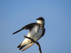 Foto Golondrina Parda