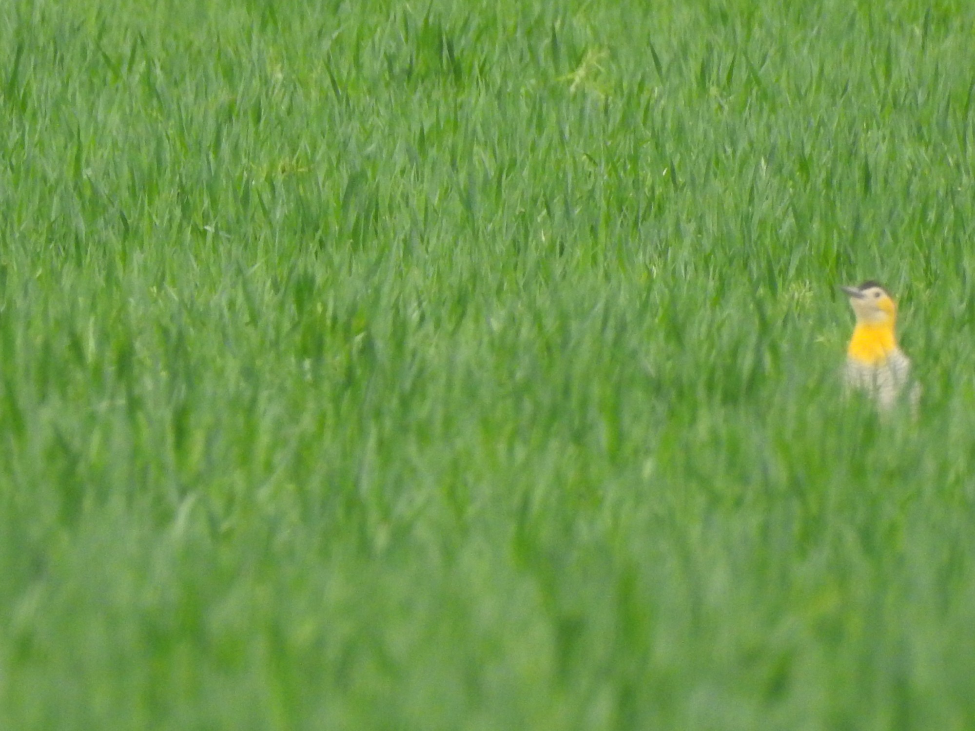 Foto Carpintero Campestre