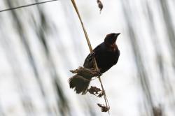 Foto Varillero Congo