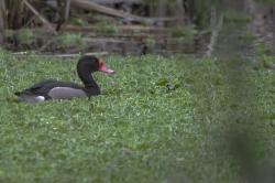 Foto Pato Picazo
