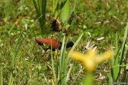 Foto Jacana