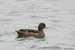 Photo Pato Barcino