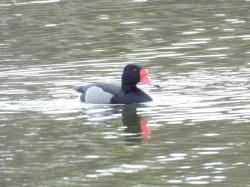 Foto Pato Picazo