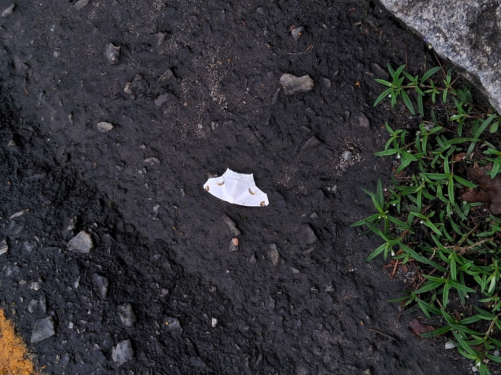Foto Polilla Blanca