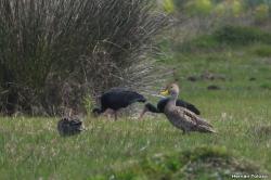 Foto Pato Maicero