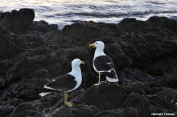 Foto Gaviota Cocinera