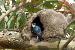 Foto Golondrina Ceja Blanca