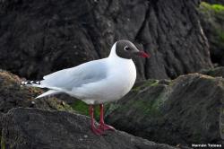 Foto Gaviota Capucho Café