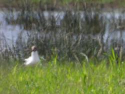 Foto Gaviota Capucho Café