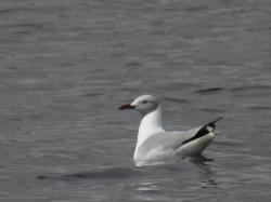 Photo Gaviota Capucho Gris