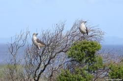Photo Calandria Grande