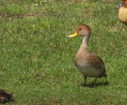 Foto Pato Maicero