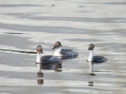 Foto Macá Plateado
