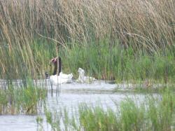 Foto Cisne Cuello Negro