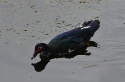 Foto Pato Real